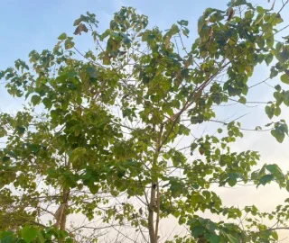 Gmelina Tree Foliage