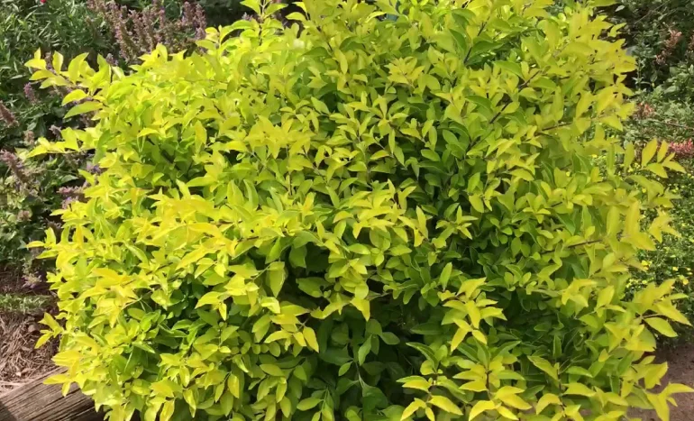 False Acacia Tree - Medicinal Plant