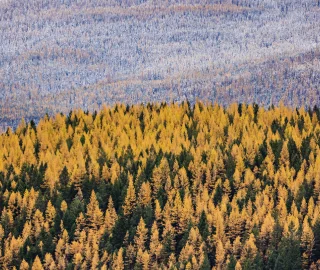 Golden Larch Tree Planting