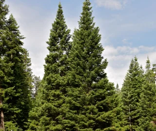 Grand Fir Tree Foliage