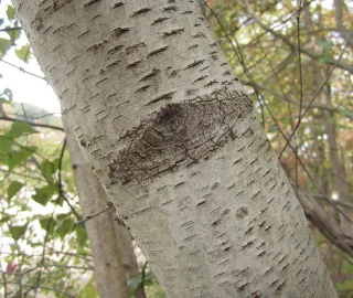 Grand Fir Tree Planting