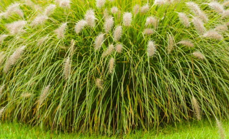 False Acacia Tree - Medicinal Plant