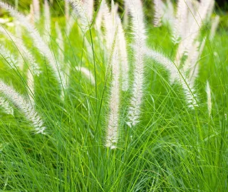 Green Fountain Grass Tree Planting
