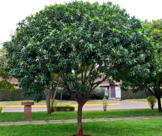 Greenheart Tree Foliage