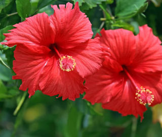 Gudhal Tree Planting