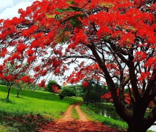 Gulmohar Tree Flowers
