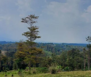 Gutta-Percha Reforestation