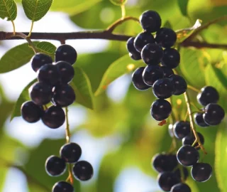 Hackberry Tree Canopy