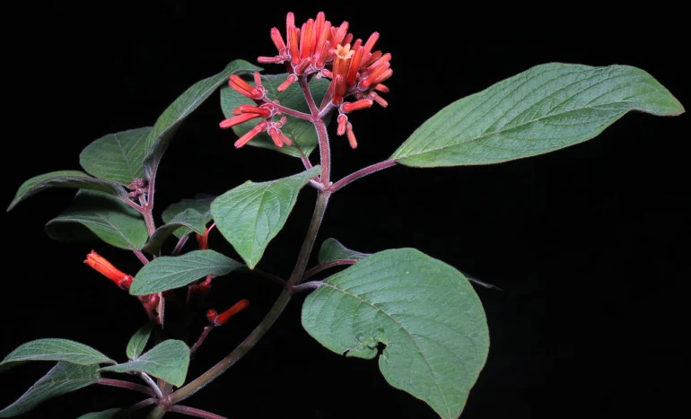 False Acacia Tree - Medicinal Plant