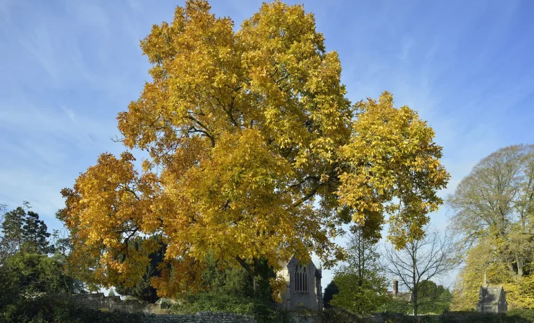False Acacia Tree - Medicinal Plant