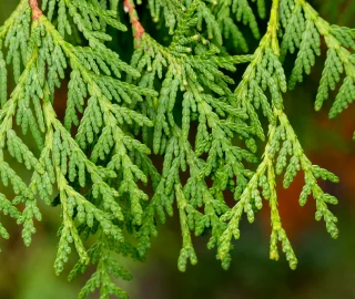 Himalayan Cedar Benefits