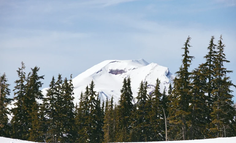 False Acacia Tree - Medicinal Plant