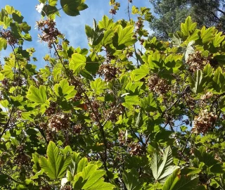 The Majestic Beauty of the Himalayan Maple Tree