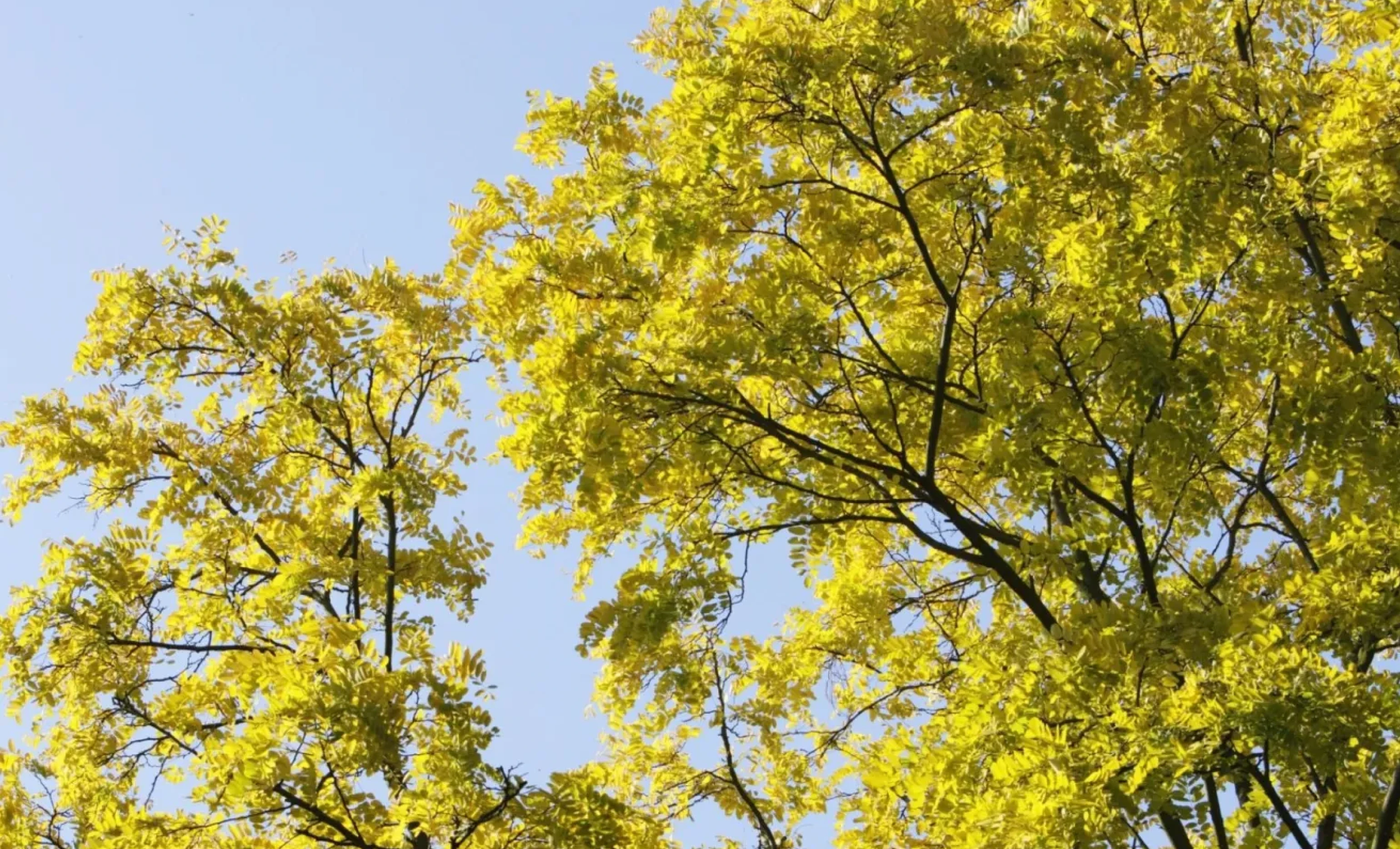 False Acacia Tree - Medicinal Plant