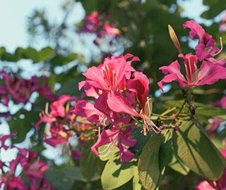 Kachnar Tree Pollinators
