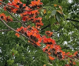 Kapok Tree Seed Pods