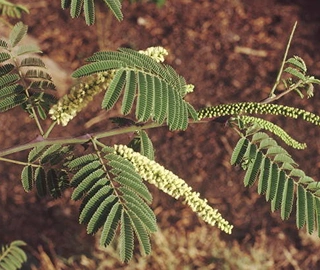 Kher Tree - Yellow Flowers