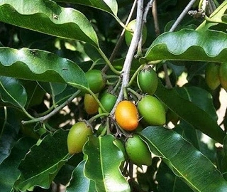 Khirni Tree - Sweet Fruits