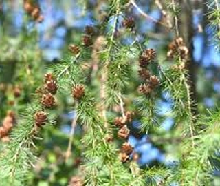 Larch Tree Environmental Benefits