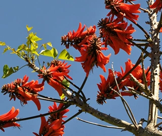 Lucky Bean Tree Seeds - Magical Properties