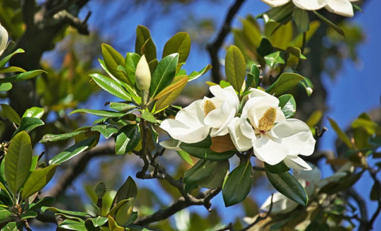 Magnolia Tree - Stunning Blooms