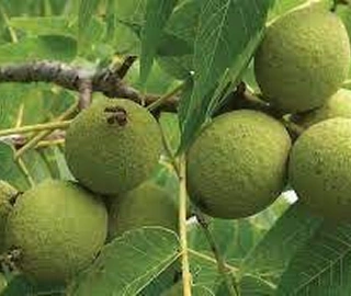 Malabar Chestnut Tree Fruits - Nutritional Properties