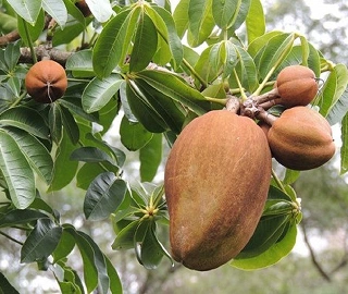 Malabar Chestnut Tree Plantation