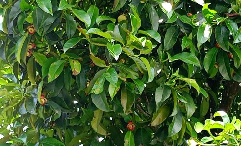 Mangosteen Tree - Queen of Fruits