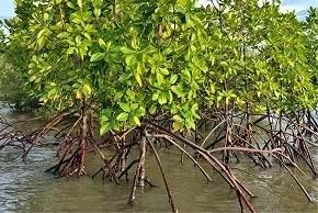 Mangrove crabs and roots in intertidal zone