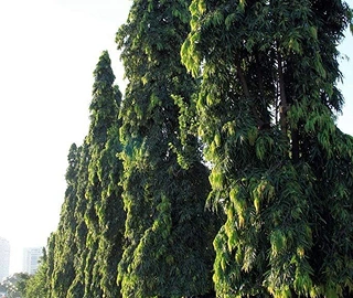 Mast Tree Plantation