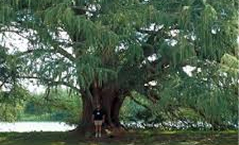 Matti Tree - Ecological Importance