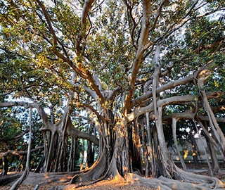 Moreton Bay Fig Tree Aerial Roots