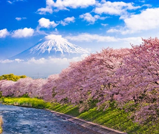 Mountain Cherry Tree Blossoms