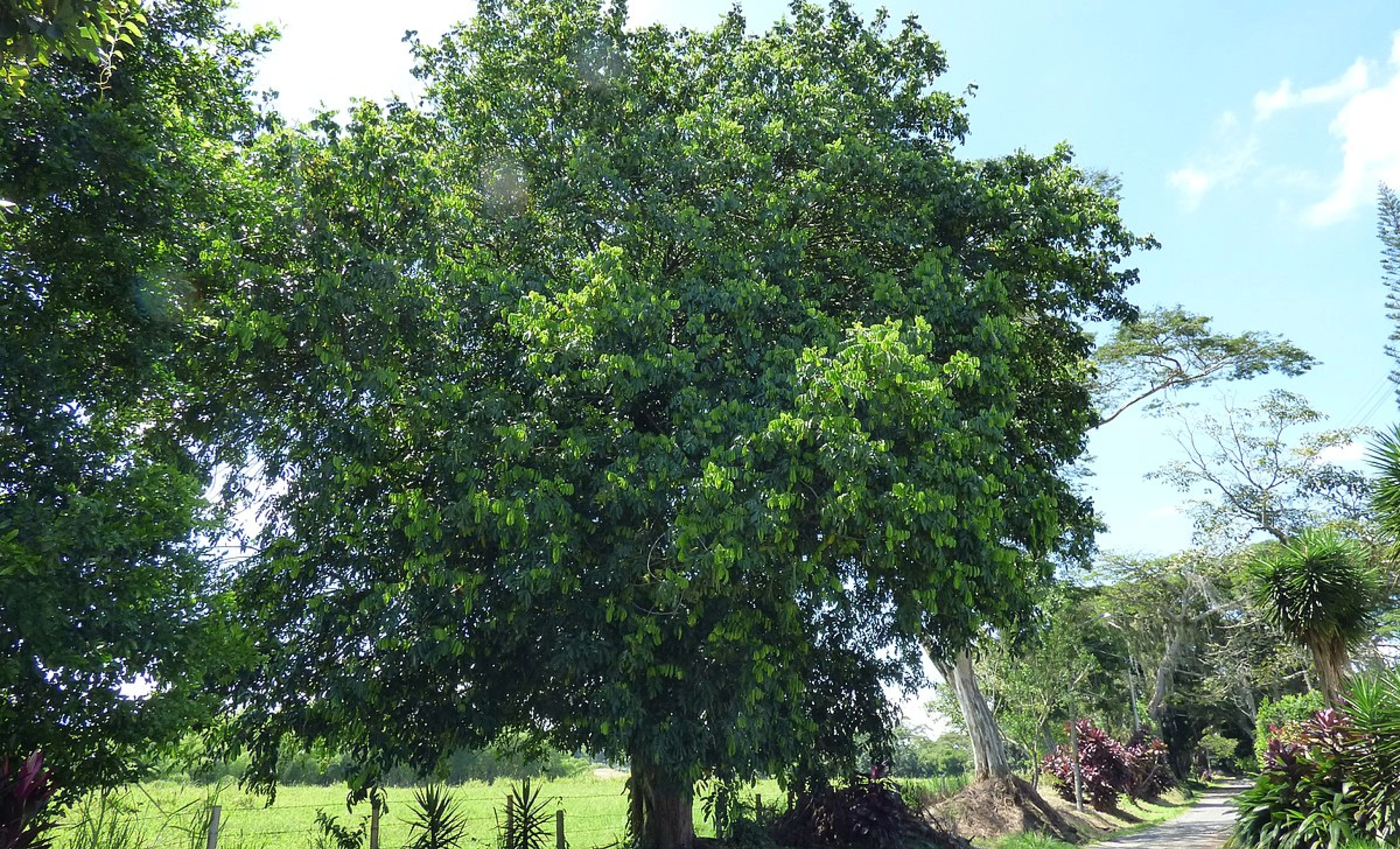 Muskwood Tree - Ecological Plant