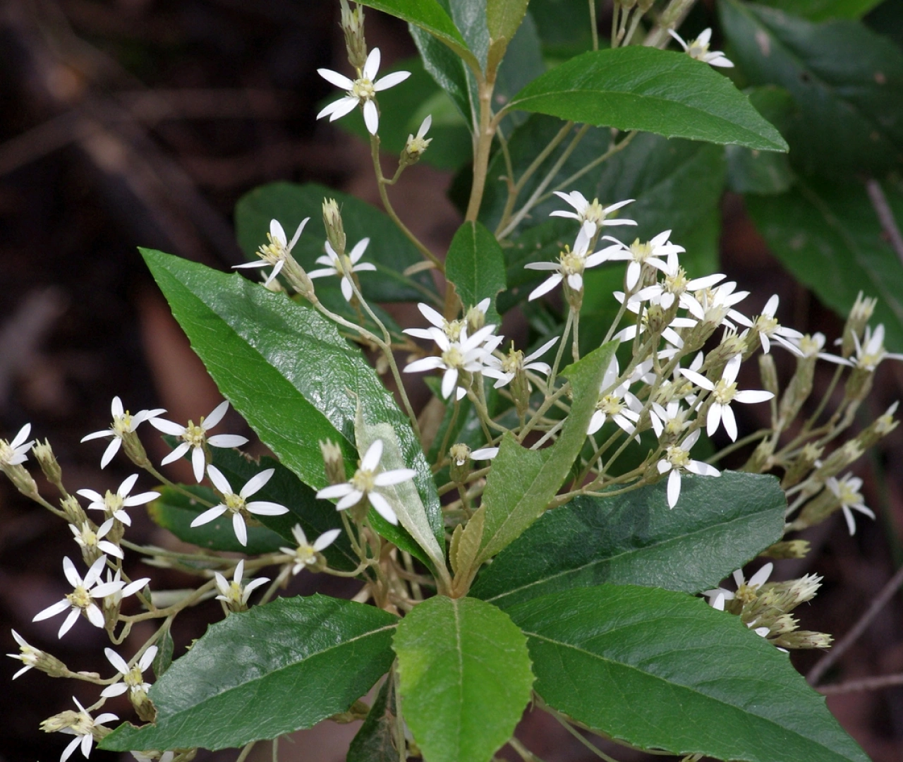 Muskwood Tree - Unique Characteristics