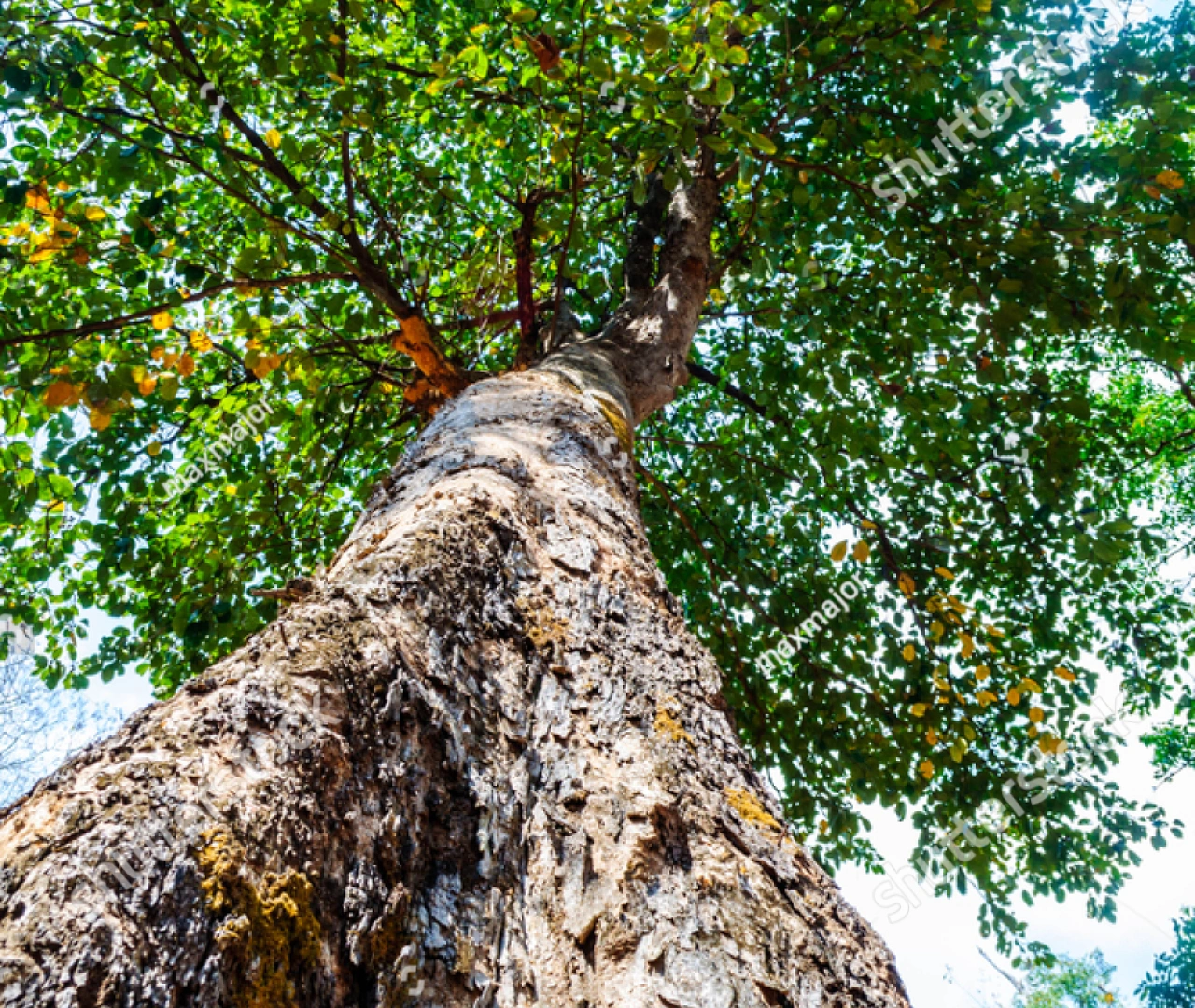 Myrobalan Tree Plantation