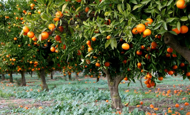 Orange Tree - Vitamin C Powerhouse