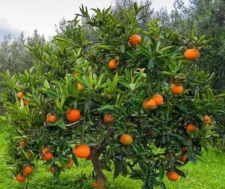 Orange Tree - Vitamin C Powerhouse