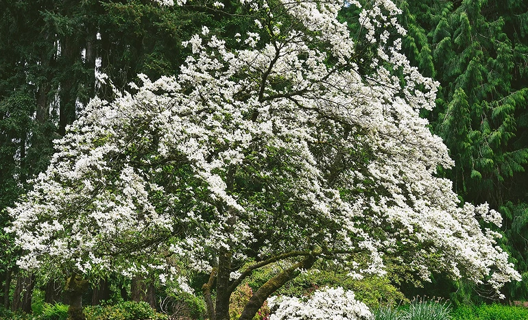 Pacific Dogwood Tree - Stunning Beauty
