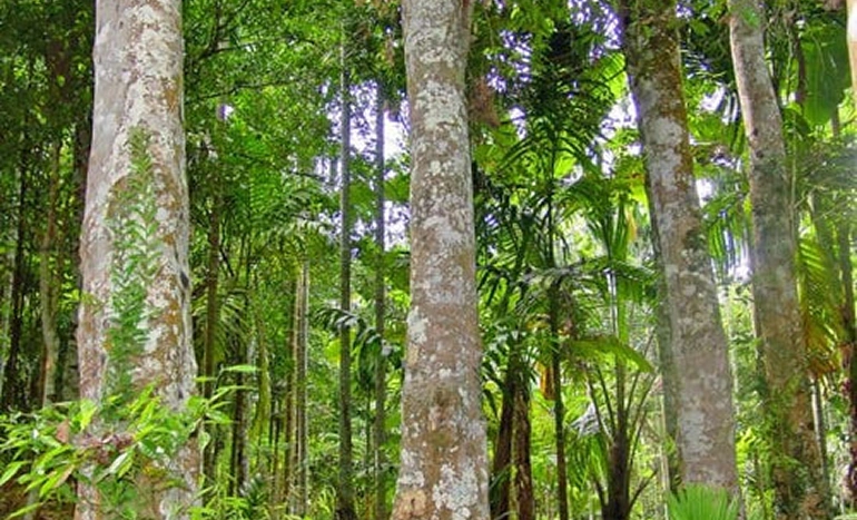 Panama Redwood Tree - Transform Your Landscape