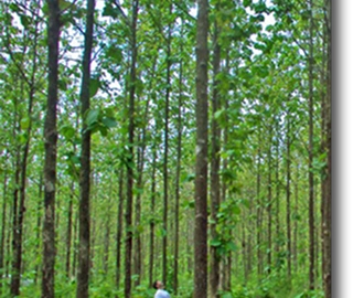 Panama Redwood Tree - Vibrant Colors