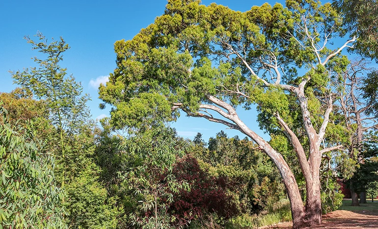 Paperbark Tea Tree - Health Benefits