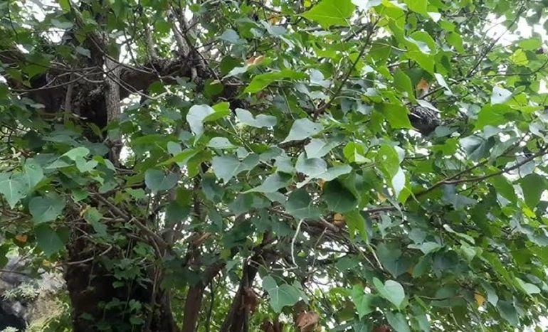 Paras Pipal Tree - Sacred Shade