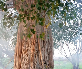 Peepal Tree - Spiritual Significance