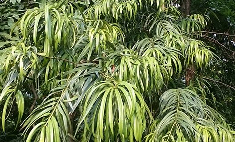 Persian Lilac Tree - Cultivation Guide