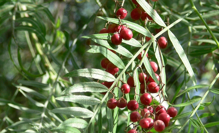 Peruvian Pepper Tree - Culinary Delights