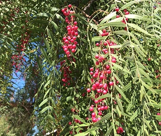 Peruvian Pepper Tree - Culinary Uses