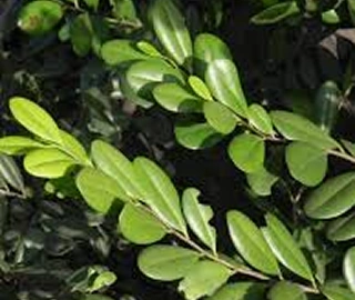 Philippine Ebony Tree - Dark Timber