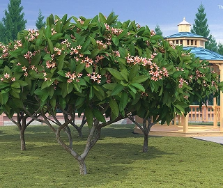 Plumeria Tree Varieties