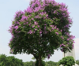Pride of India Tree - Cultural Significance